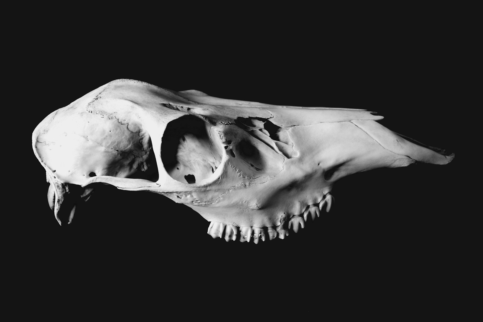 9 Weird Bones That Sparked Global Myths
