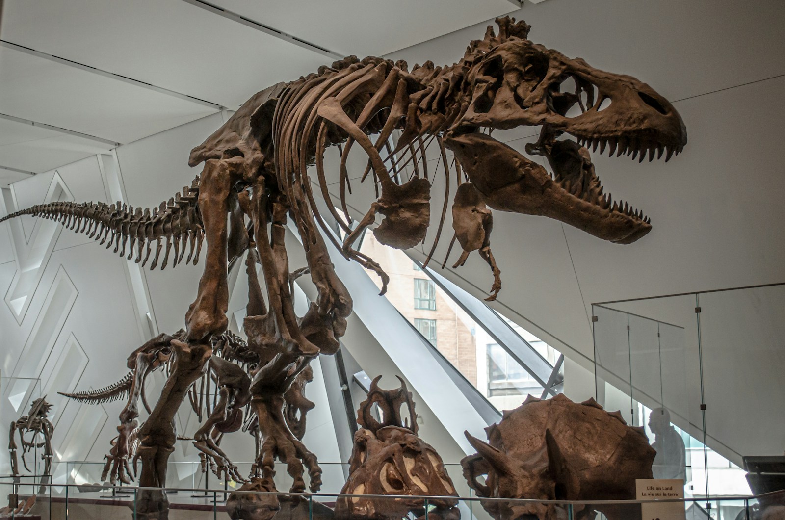 Earth’s 5 Mass Extinctions – and the Fossils That Tell the Tale