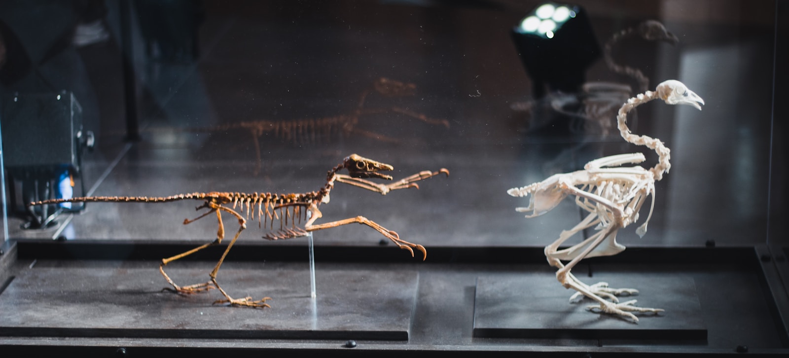 The Fossil Hunters: Where Bones Lead to Prehistoric Clues