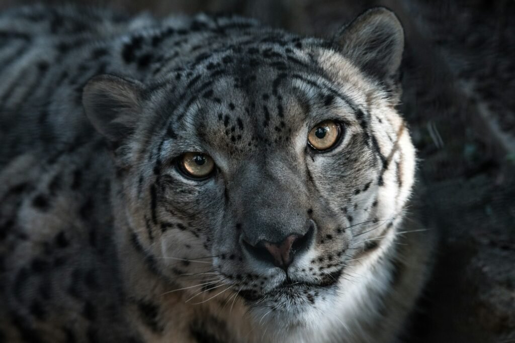 close-up photography of snow leopard