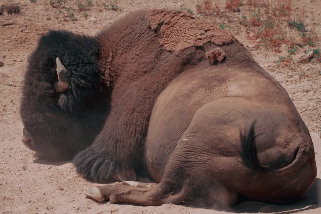 a large bison laying on the ground in the dirt