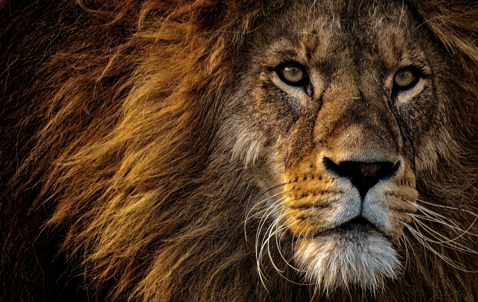 The Largest Lion Ever Recorded – A King of Beasts Unlike Any Other