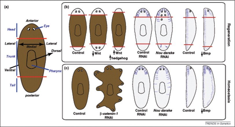 llustration of regenerative medicine inspired by stem cell research.