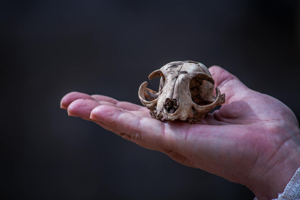 Close-up view of an animal skull resting on a human hand against a blurred background.