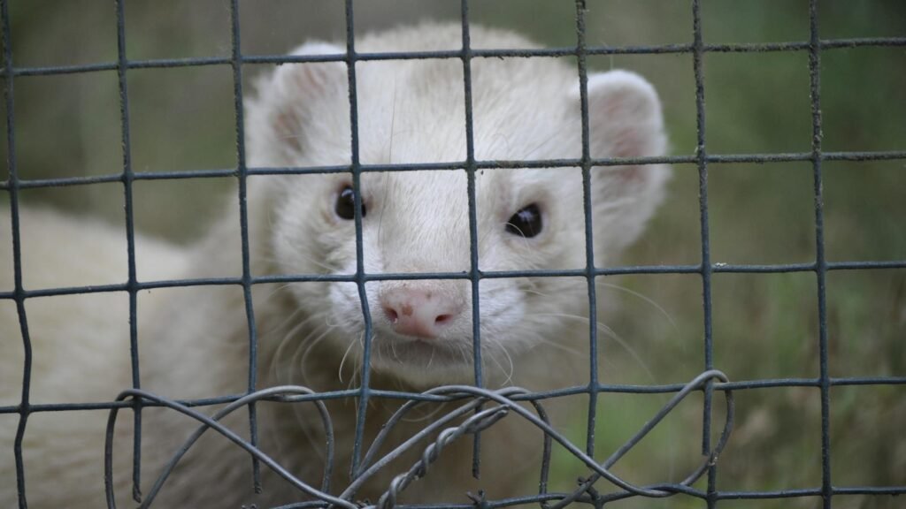 Close-up of a white ferret peering through a mesh fence, showcasing curiosity and cute features.