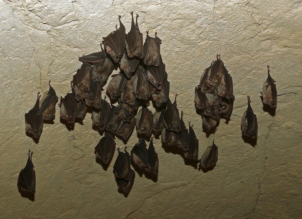 Bats roosting in a cave
