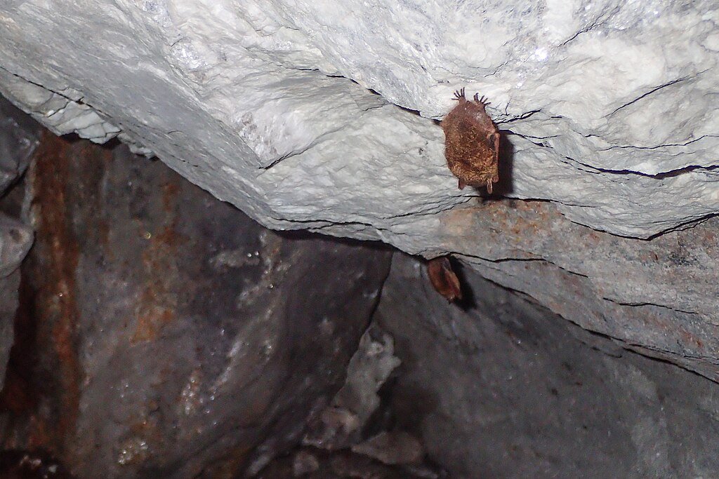 Brown bat roosting