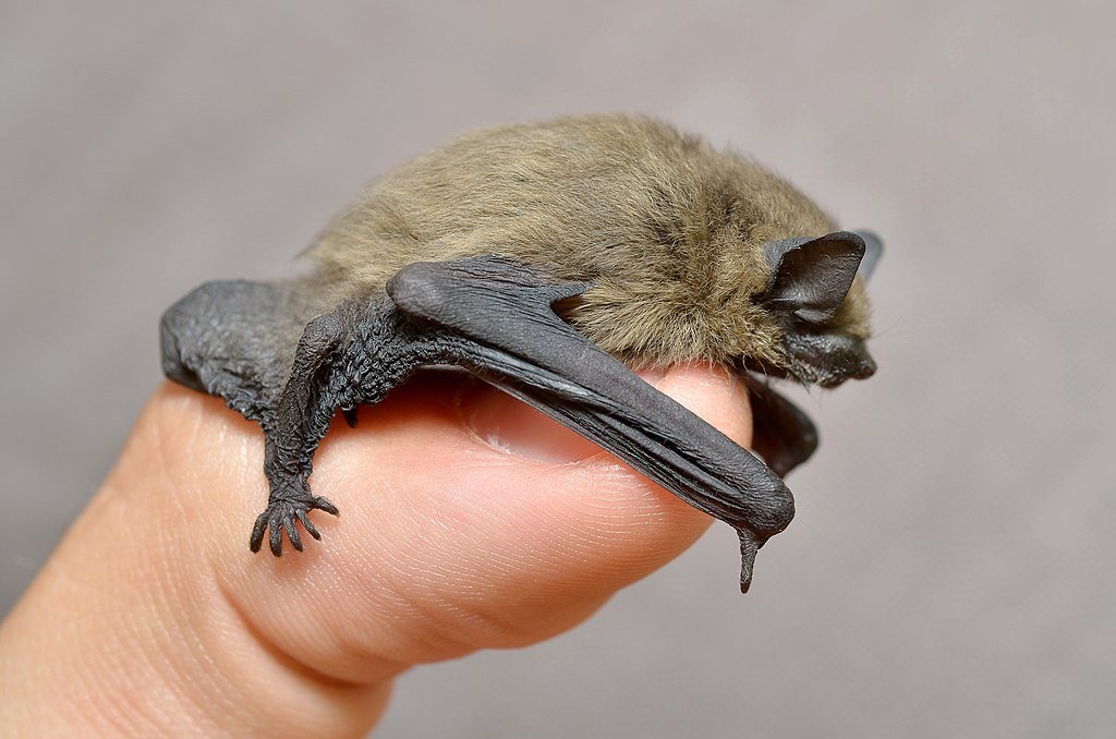 Small bat