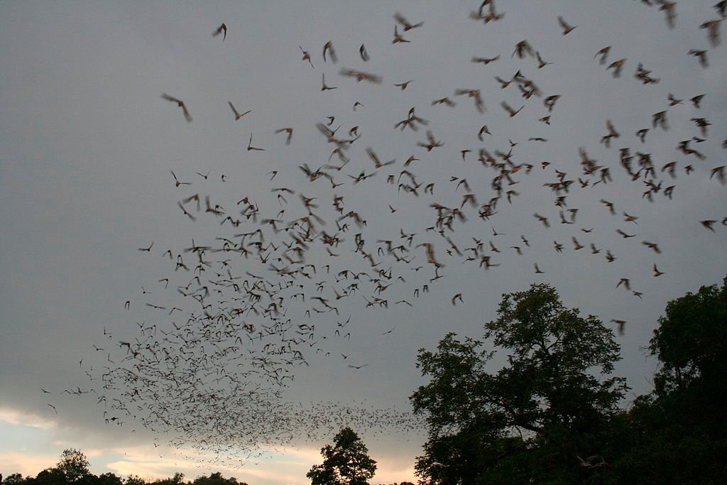 Bats flying