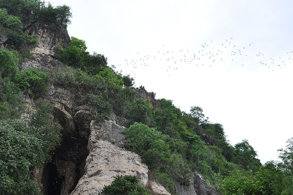 Bats flying to find foods