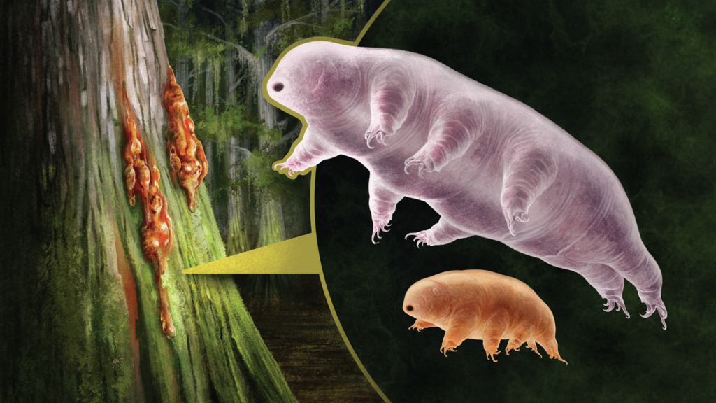 Tardigrade