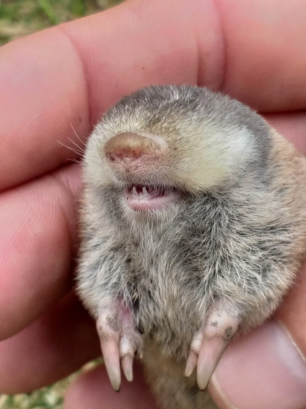 Golden mole nose and teeth