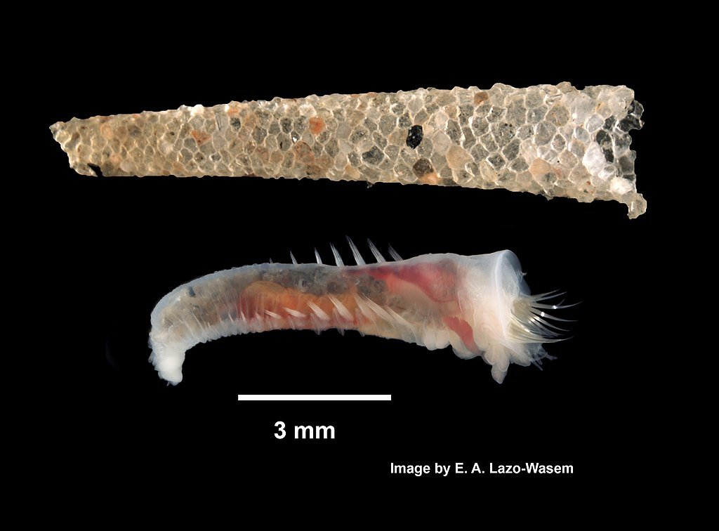 IZ.076898: Cistenides gouldii