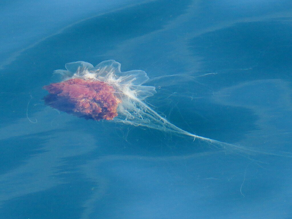 Cyanea capillata, North Sea off Blyth, Northumberland