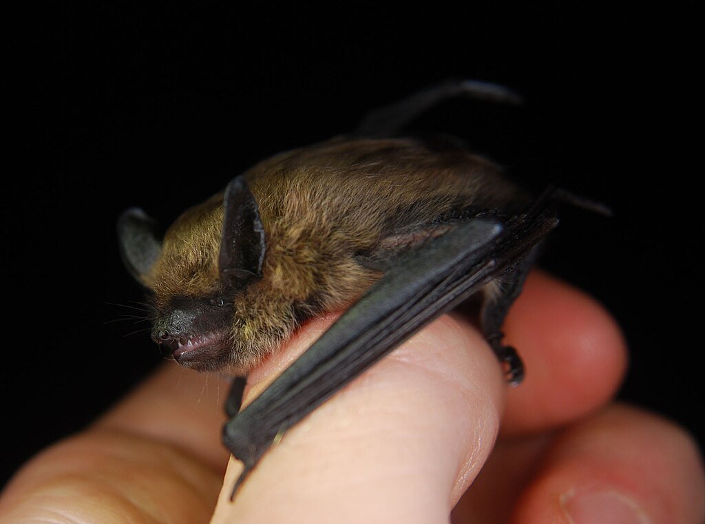 Eastern small-footed bat close up