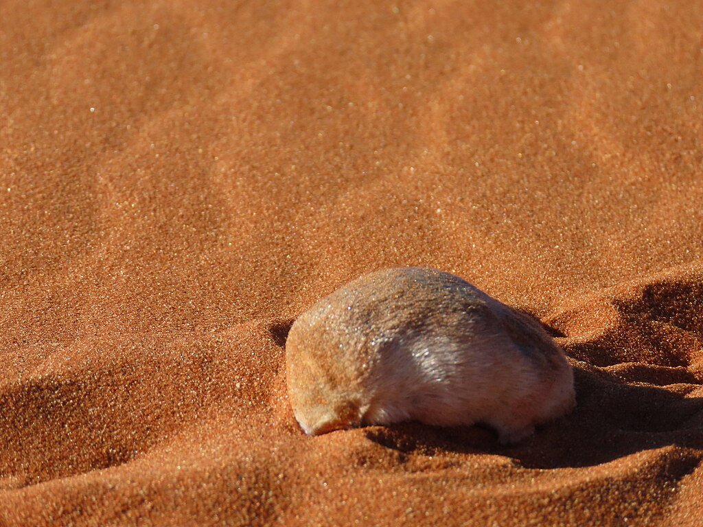 Grant's golden mole