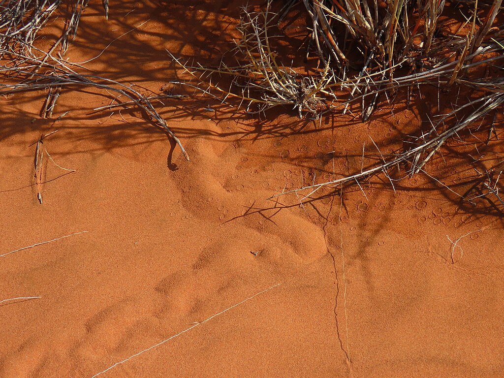 Grant's golden mole sand swimming