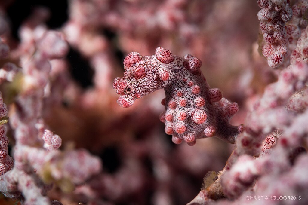 Hippocampus bargibanti