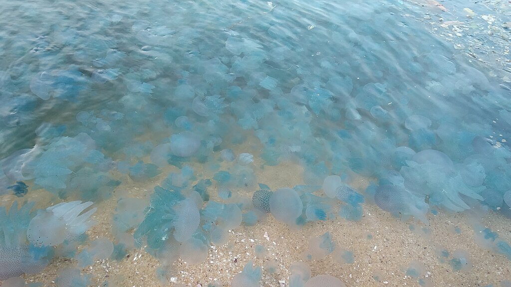 Jellyfish on the shore