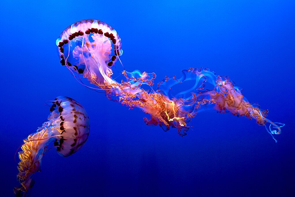 Jellyfish in the deep blue sea