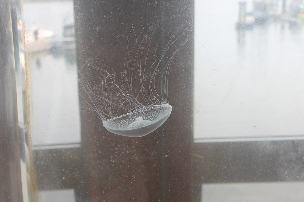 Jellyfish in Ucluelet Aquarium Tank