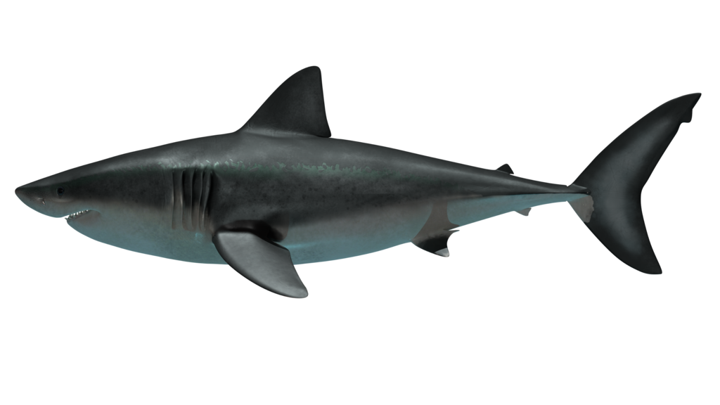 Lateral view of megalodon