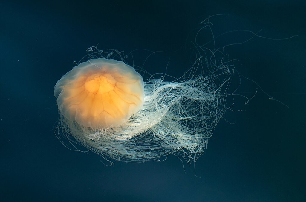 Lion's mane jellyfish