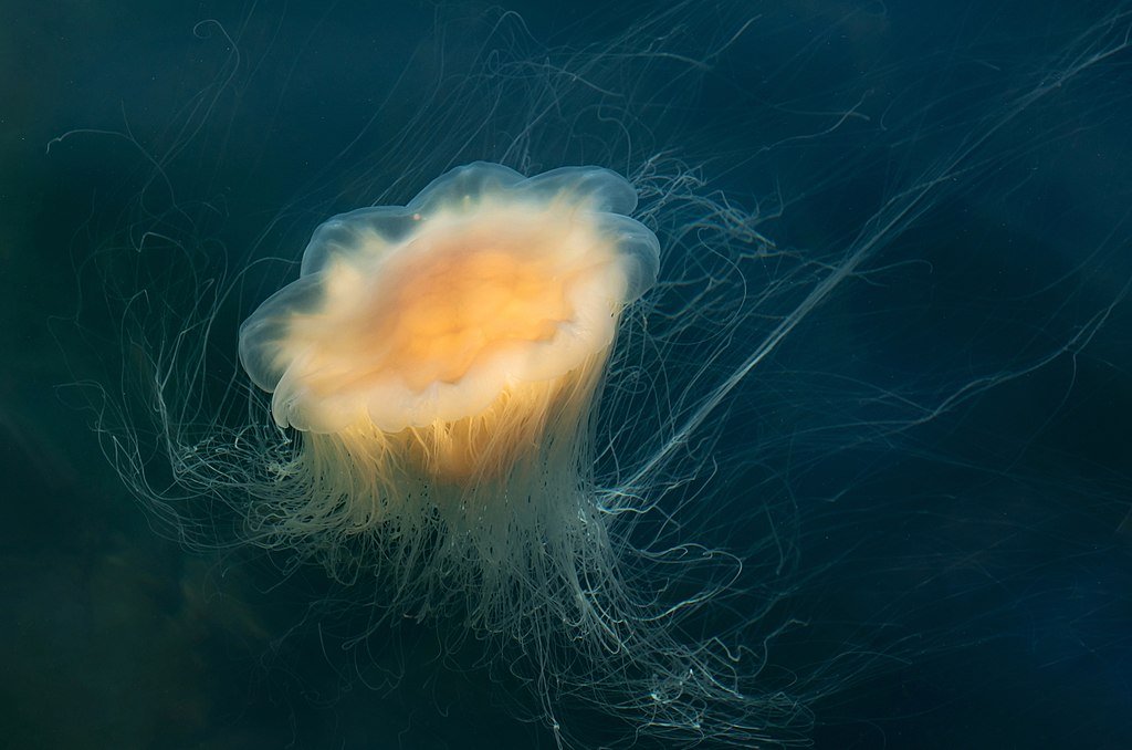 Lion's mane jellyfish in Gullman fjord at Samstad