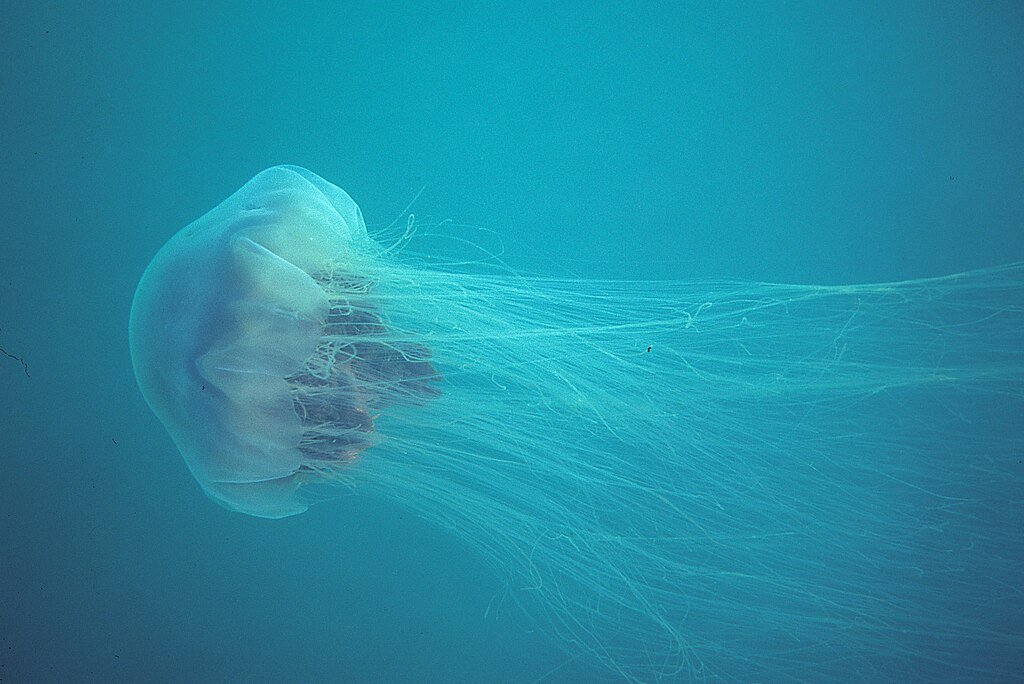Lion's mane jellyfish or hair jelly, the largest known jellyfish in Newfoundland and Canada