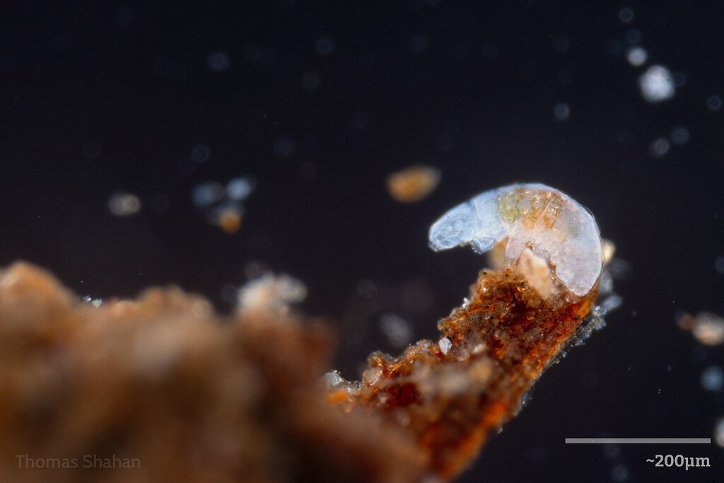Tardigrade - waterbear