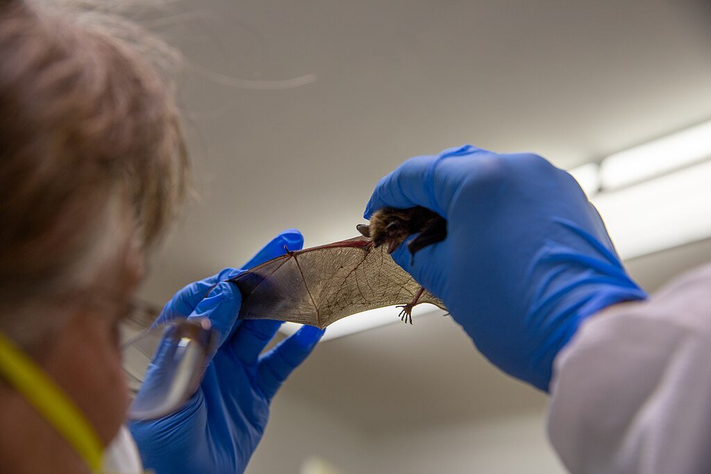Monitoring Glacier's Bats