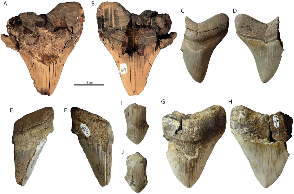 Otodus megalodon teeth