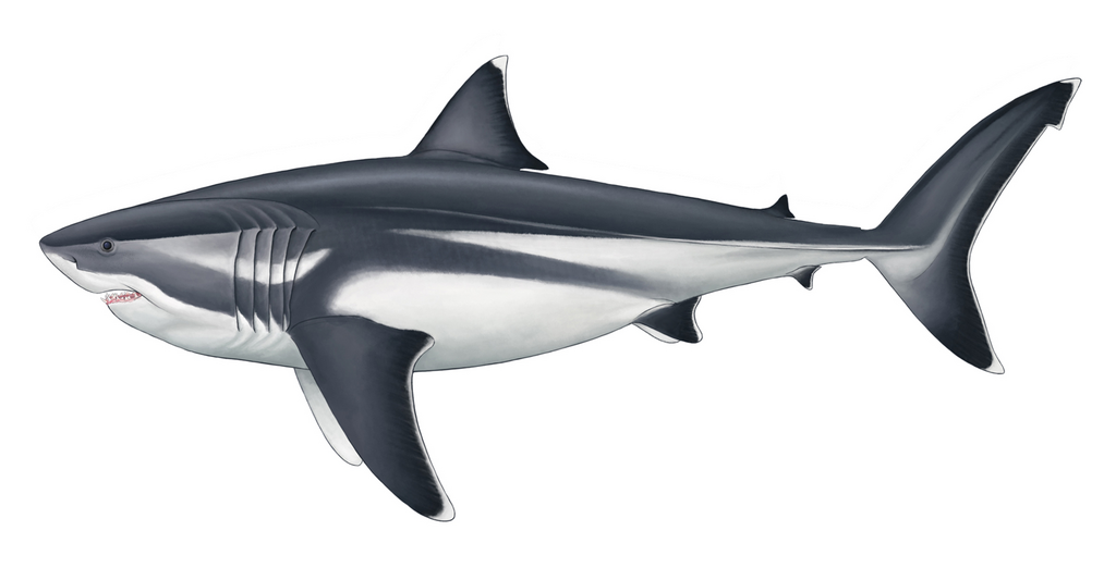 Otodus megalodon restoration