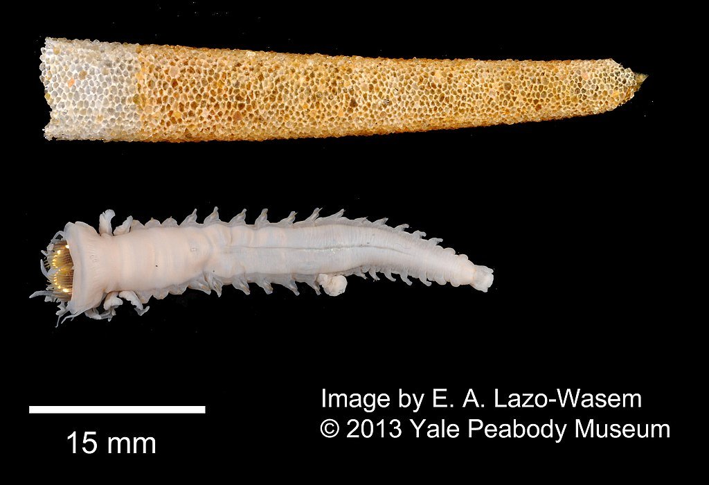 The Fastest Growing Animal – It Reaches Full Size in No Time