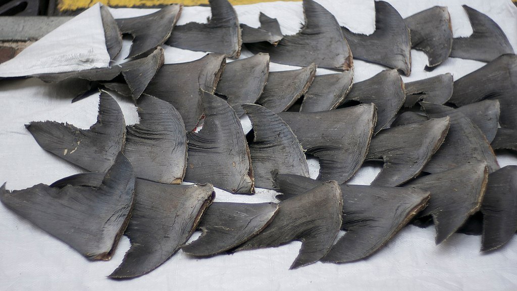 Shark fins on a sidewalk