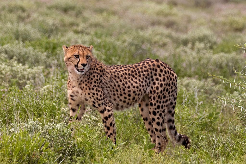 Cheetah-animal surviving using speed