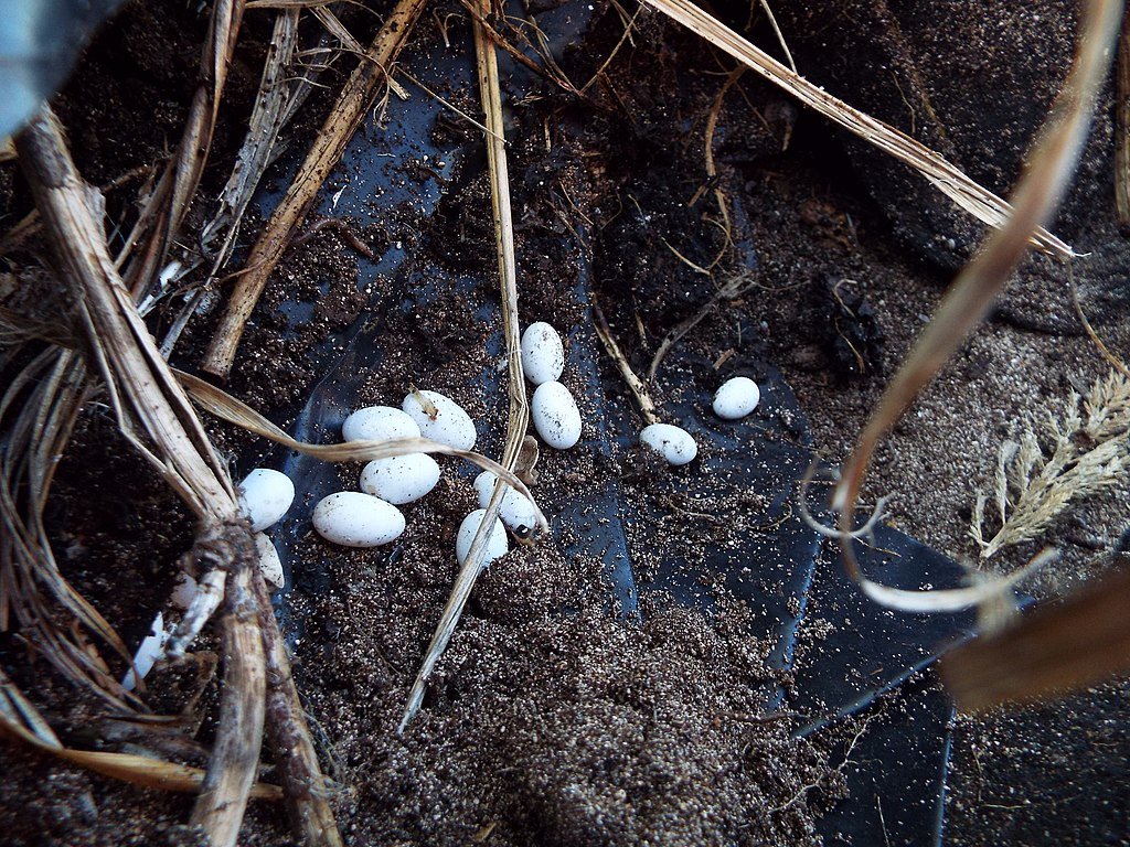 snake eggs