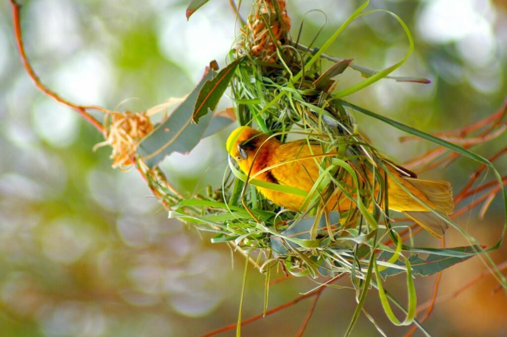 A vibrant weaver bird building its nest amidst lush greenery, captured in South Africa.