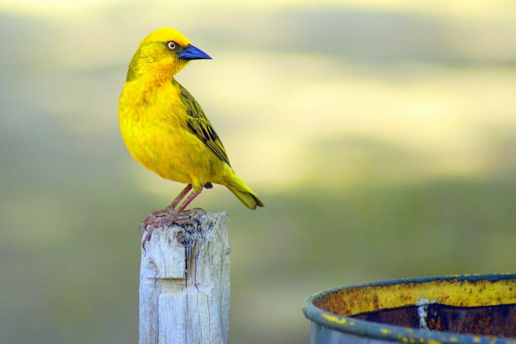Close-up of a vibrant yellow weaver bird perched outdoors in Citrusdal, South Africa.