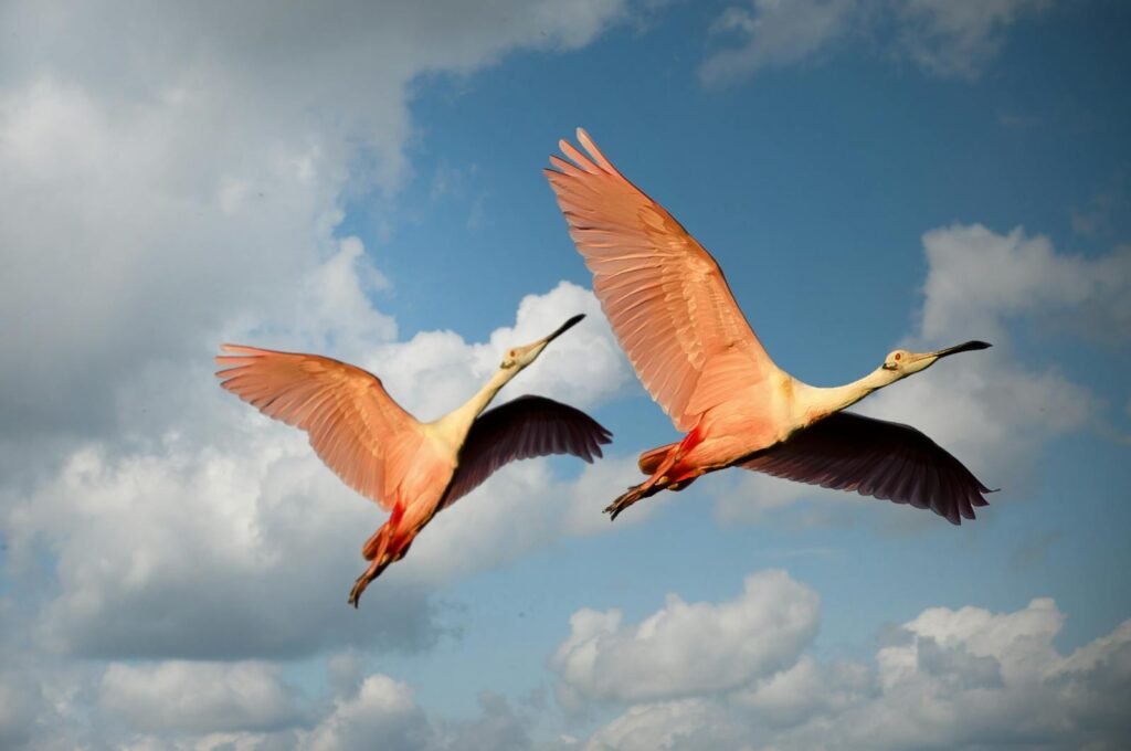 Two roseate spoonbills flying together showcasing freedom and grace against a cloudy sky.