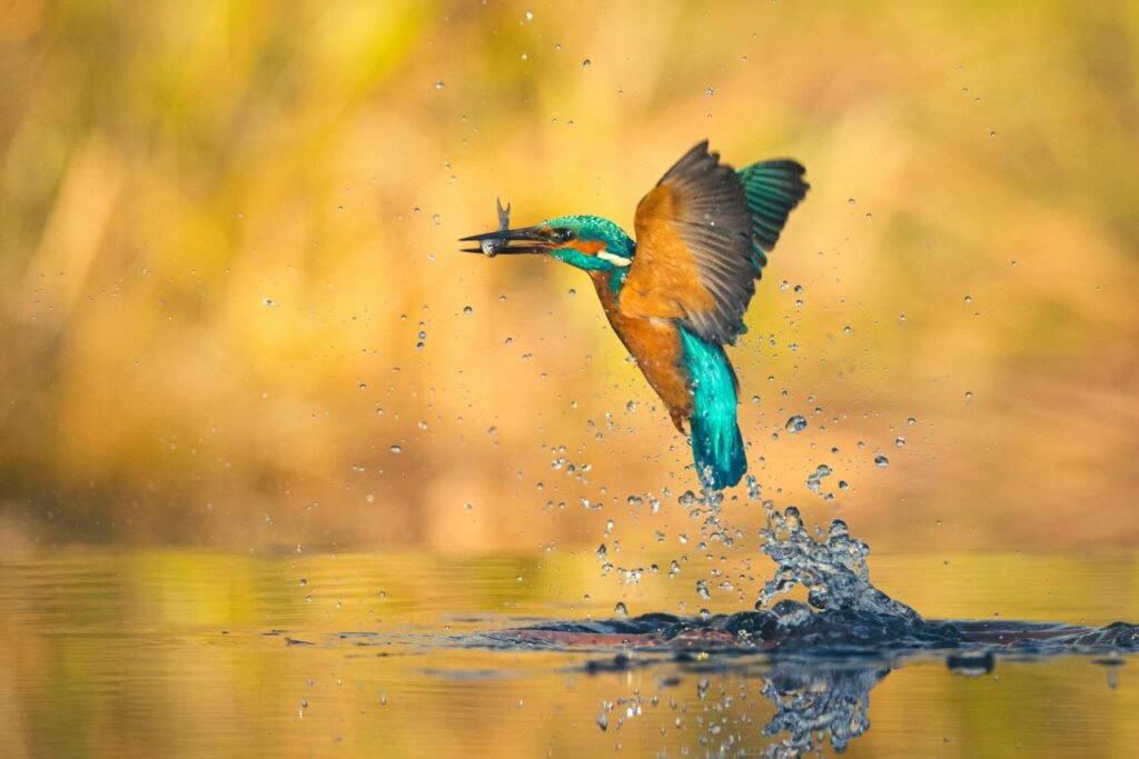 Stunning shot of a kingfisher capturing prey as it emerges from water, showcasing vivid plumage.