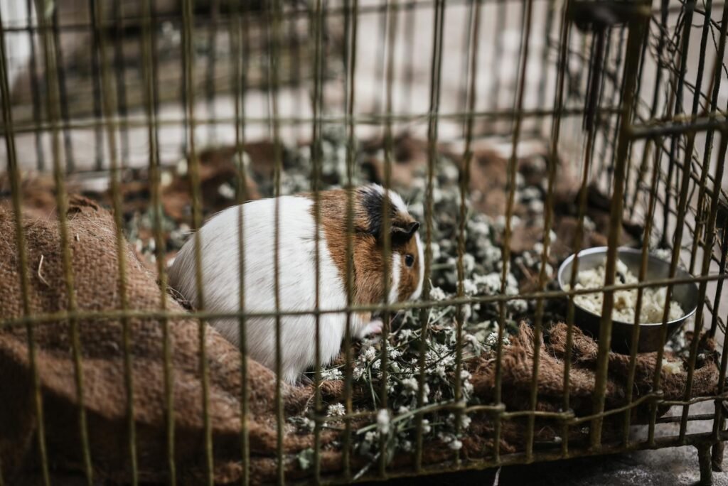 A cute guinea pig inside a cage surrounded by bedding and food, photographed indoors.