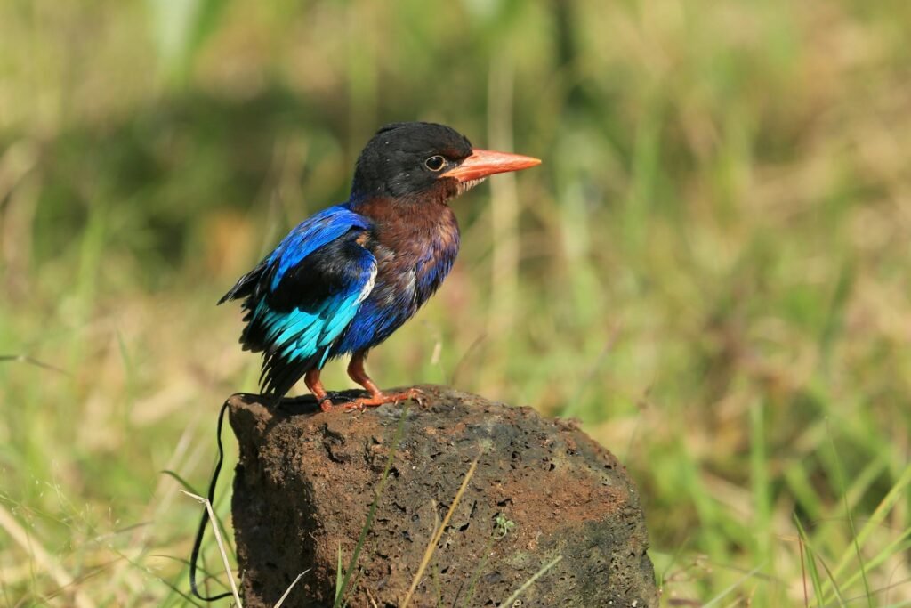 A vivid kingfisher with blue feathers and orange beak resting on a rock outdoors.
