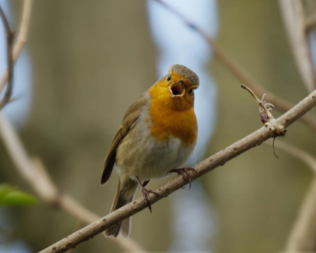 Close-up of a European Robin singing on a branch in Northern Ireland.
