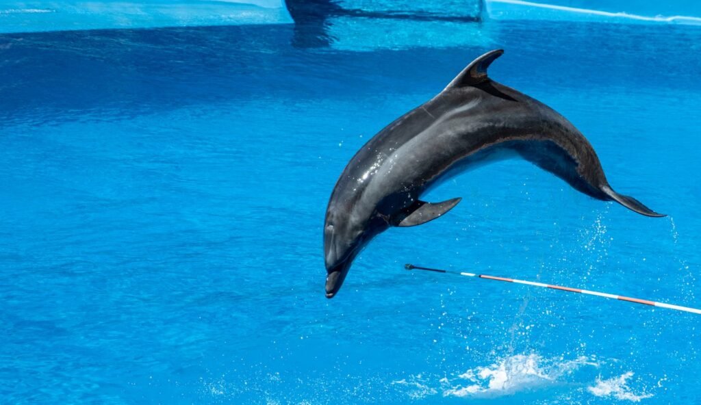 A dynamic shot of a bottlenose dolphin leaping in a clear blue swimming pool.