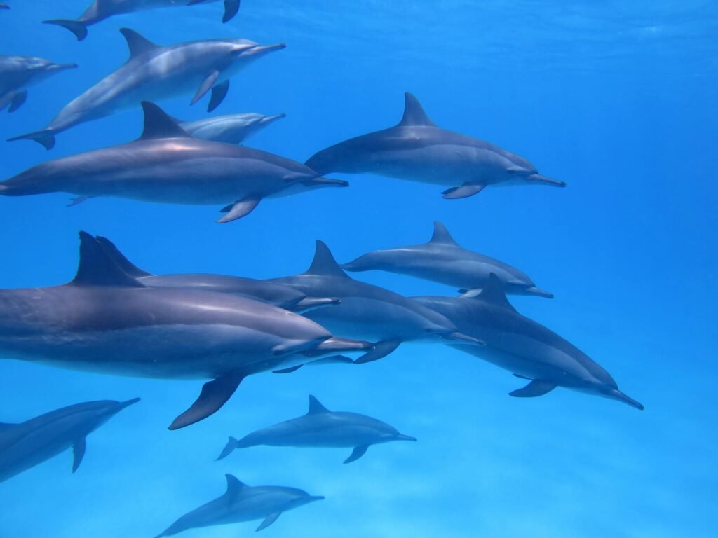 A pod of dolphins gracefully swimming in the clear blue waters of Egypt, showcasing marine life.