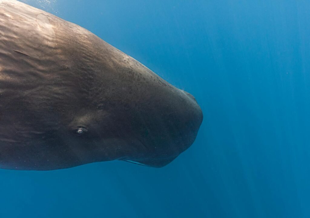 Captivating close-up of a sperm whale swimming underwater near Sri Lanka's coast.