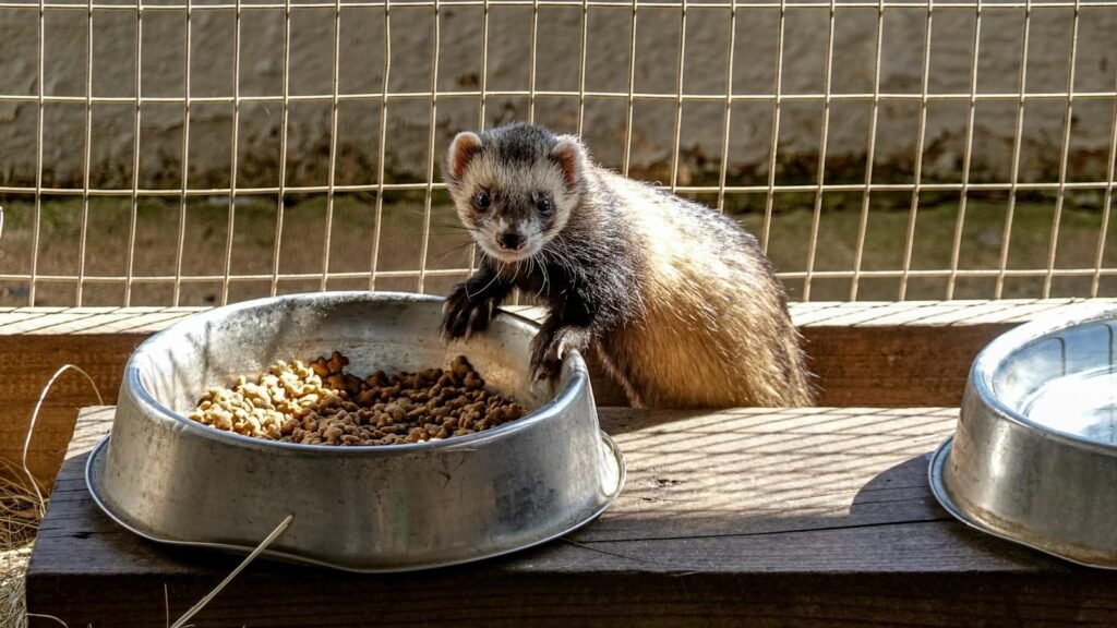 A curious domestic ferret enjoying its meal in an outdoor enclosure.