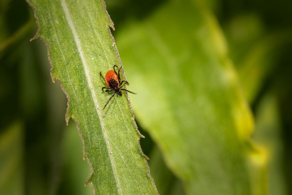 Close-up image of a deer tick sitting on a vibrant green leaf, showcasing detailed texture.