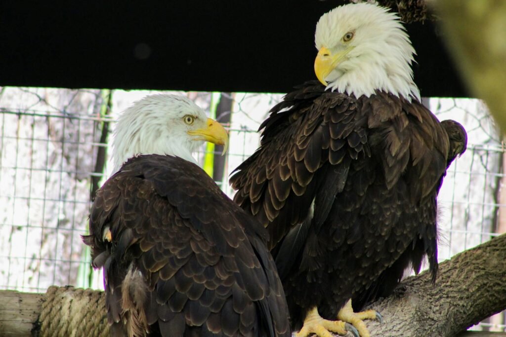 Close-up view of two majestic bald eagles perched together.